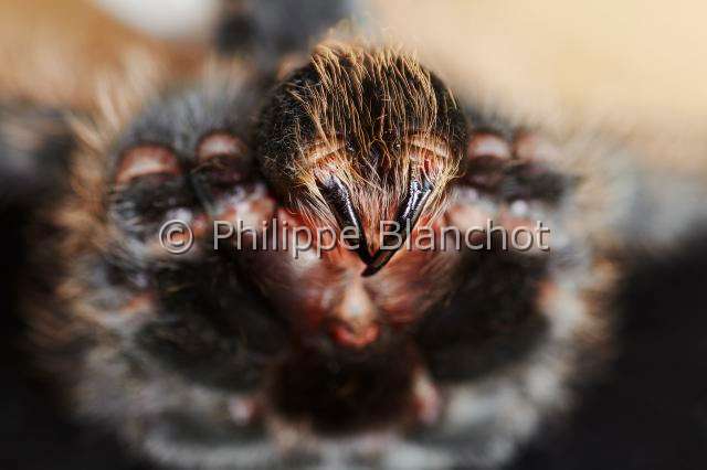 Theraphosidae_6222.JPG - France, Paris (75), Muséum national d'Histoire naturelle, manipulation de mygale, Brachypelma albopilosum (Theraphosidae), manipulation of tarantula